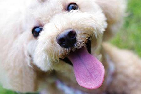 大型手机贵宾犬换毛吗？脱毛严重的原因有那些个(图1)