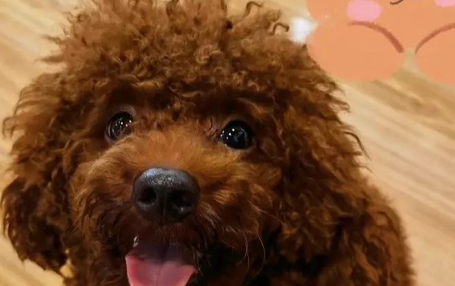 天气酷热难当萌宠皮肤医护乃 你明白了还没有？(图1)