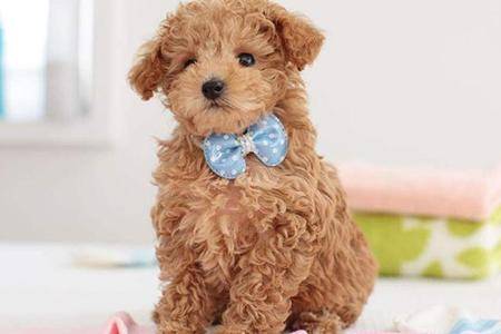 贵宾犬可以吃苹果吗?那些个禁忌要记住了(图1)