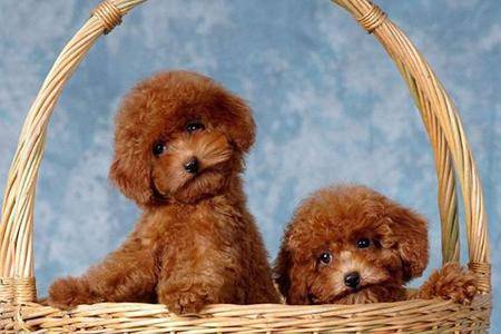 贵宾犬可以吃苹果吗?那些个禁忌要记住了(图3)