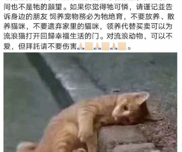 舒淇自曝养猫经验 再次呼吁领养代替购买 曾一次再次发文保护流浪猫获赞(图6)