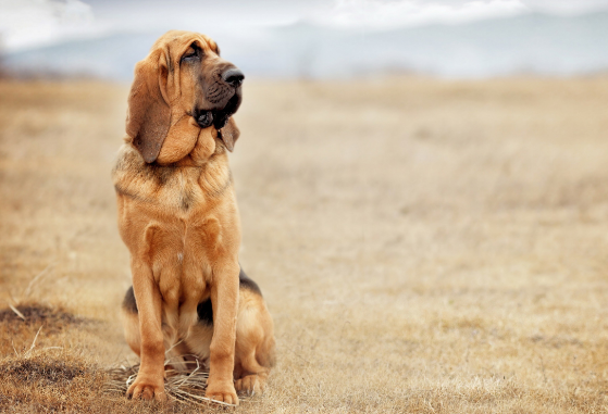 养狗 为什么不女生比较喜欢养公的？这几个方面也许是缘故(图1)