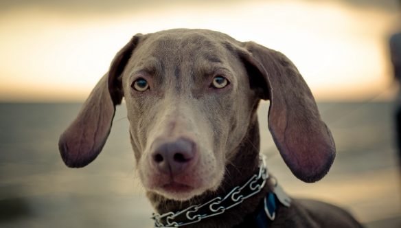 养狗 为什么不女生比较喜欢养公的？这几个方面也许是缘故(图2)