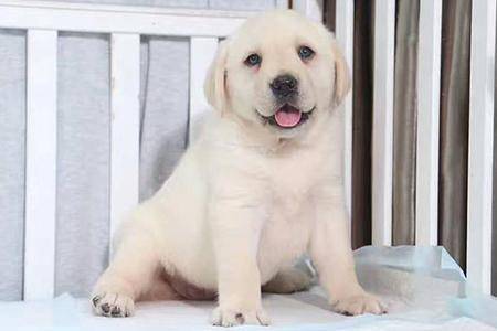 拉布拉多幼犬咋养？特别注意下面这几个方面(图3)