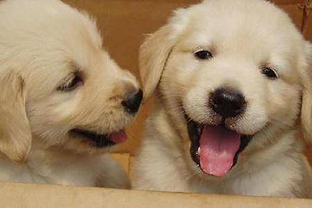 拉布拉多幼犬咋养？特别注意下面这几个方面(图2)