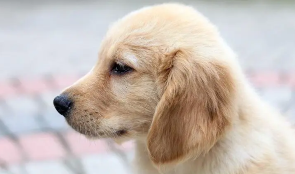 狗瘟中后期搐动能活多少时间？狗瘟怎摸传染？(图1)