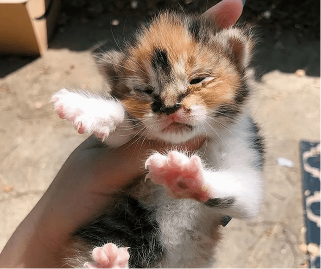 被人偷一只小猫 对着家中狗狗喵喵大声叫：本喵不可能胆怯你的！(图1)