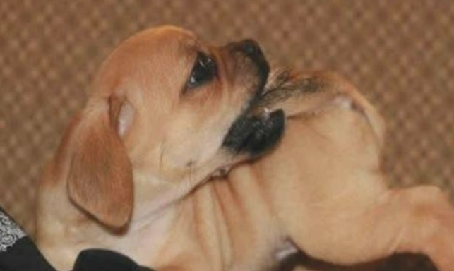 狗狗的尾巴又不是摆设 不过有很多功效!(图1)