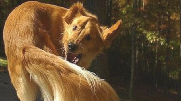 狗狗的尾巴又不是摆设 不过有很多功效!(图2)