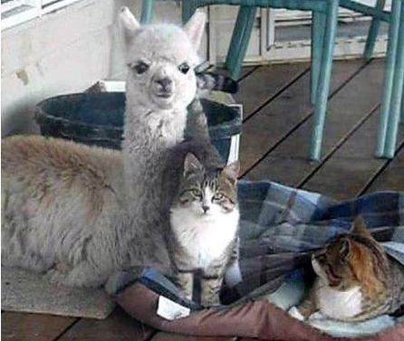 羊驼被猫星人被融合感到莫名其妙自己也是猫(图1)
