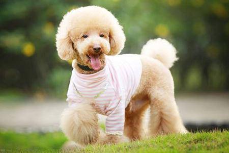 怎么给贵宾犬适当修剪毛发？按这几个步骤来(图2)