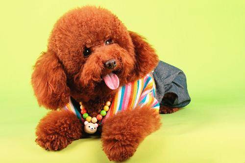 怎么给贵宾犬适当修剪毛发？按这几个步骤来(图3)