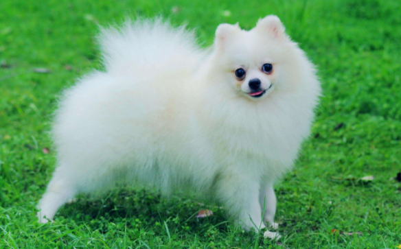 训练狗狗委托上卫生间并不会太难 方式要对才行!(图1)