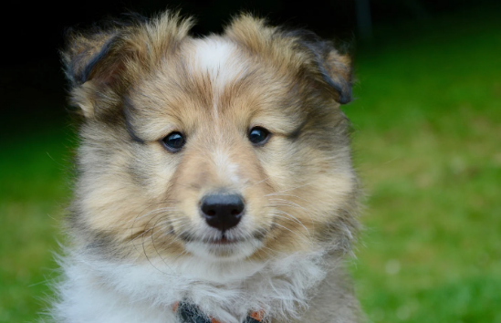 训练狗狗委托上卫生间并不会太难 方式要对才行!(图2)