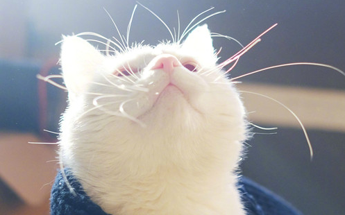 猫咪要拉尿没强忍尿到主人身上|胆大猫咪被主人屁滚尿流了 压力性尿失禁尿了主人一身！(图1)