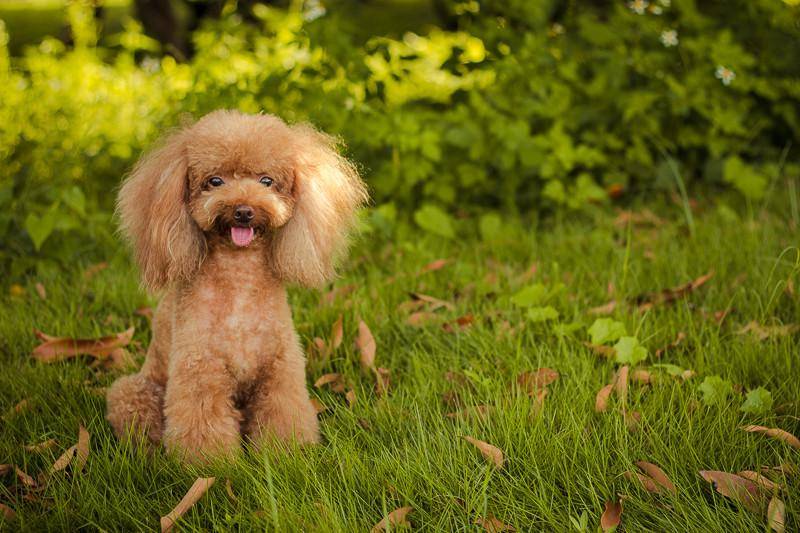 贵宾犬尿频是没怀孕吗?不排除那些个可能(图1)