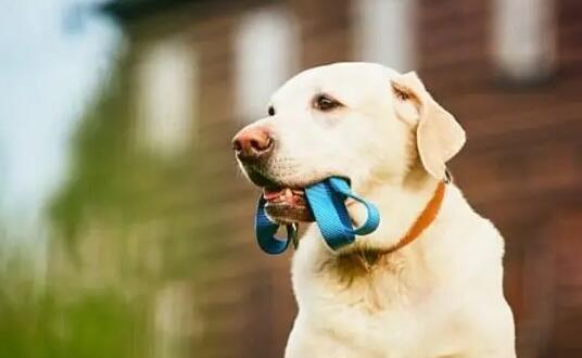 不出去遛狗有哪些产生不良影响影响?小编来告诉你(图1)