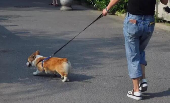 不出去遛狗有哪些产生不良影响影响?小编来告诉你(图2)