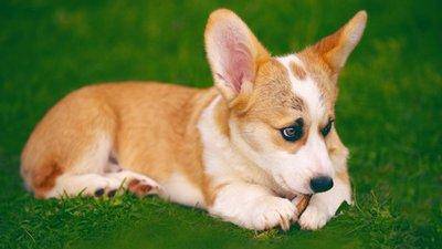 博美犬和柯基犬哪个好养？这几点对比也可以相关参考下(图2)