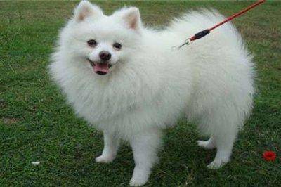 博美犬和柯基犬哪个好养？这几点对比也可以相关参考下(图3)