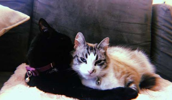 猫咪过世遗物制成纪念本卡好朋友对着猫毛又黏又蹭(图2)