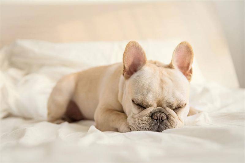 法斗和贵宾犬哪个厉害？只有从那些方面来差别(图1)