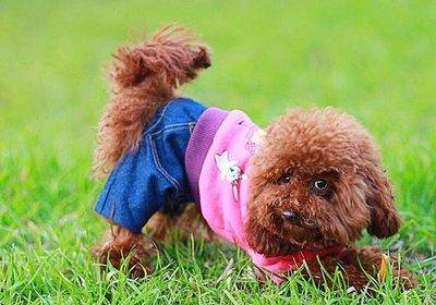 法斗和贵宾犬哪个厉害？只有从那些方面来差别(图3)