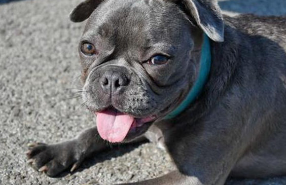 狗狗肾衰竭后舌头溃疡用什么东西药?不如你来看看吧吧(图1)