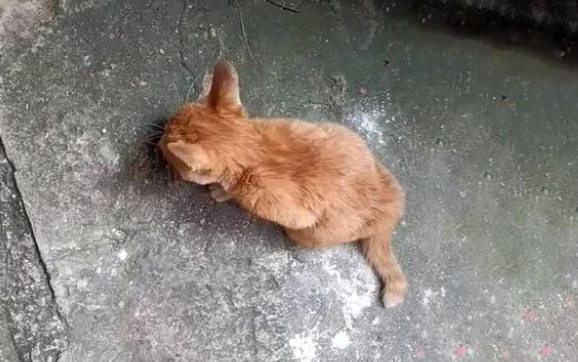 流浪人橘猫拒绝求收留 抱住女孩的腿不撒手 猫：你的脚好暖和呀(图1)