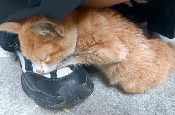 流浪人橘猫拒绝求收留 抱住女孩的腿不撒手 猫：你的脚好暖和呀(图2)