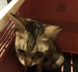 小猫意外闯入警察局差点没窒息员警救猫虫虫总动员(图1)