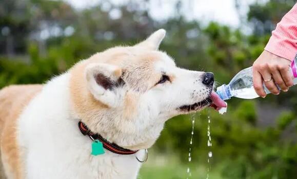 狗狗突然“大量喝水” 背后的实情你需要注意了(图1)