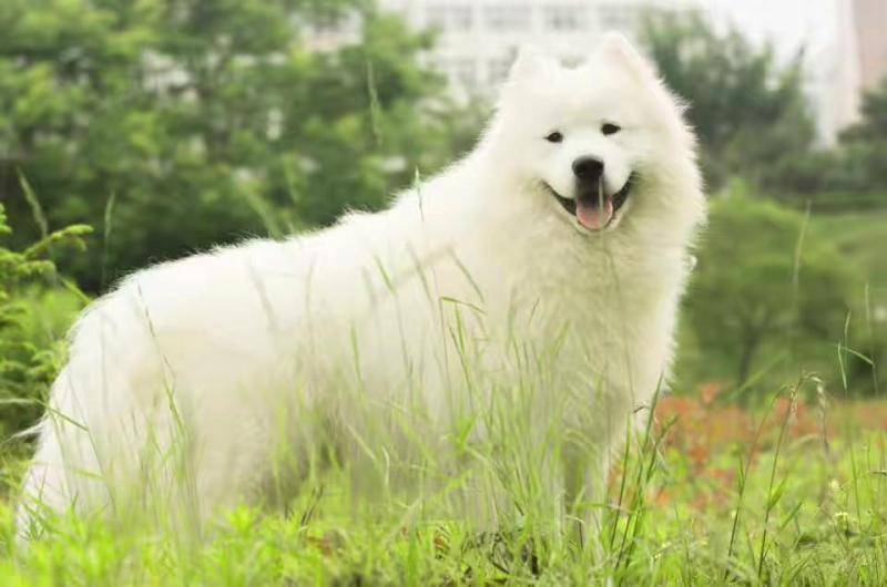 萨摩耶的种类有都有哪些？一同来看看(图1)