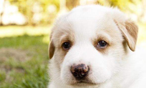 三个使用寿命较长的犬品种 主要特点及保养方式(图2)