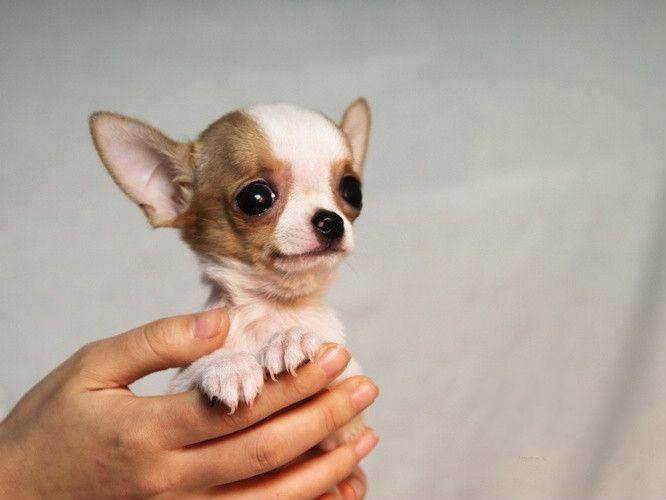 茶杯犬怎莫练习？好方法都会事半功倍(图1)