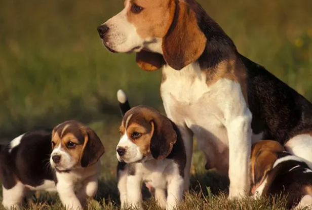 最牛叉“巨难遛”的几种狗 带不出来 就带不回来了(图1)