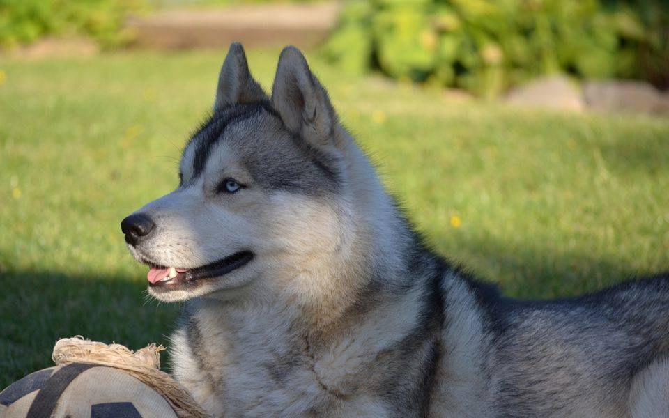 哈士奇怎么选？教你挑到倾慕已久二哈(图1)