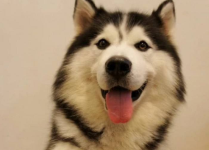 哈士奇怎么选？教你挑到倾慕已久二哈(图2)