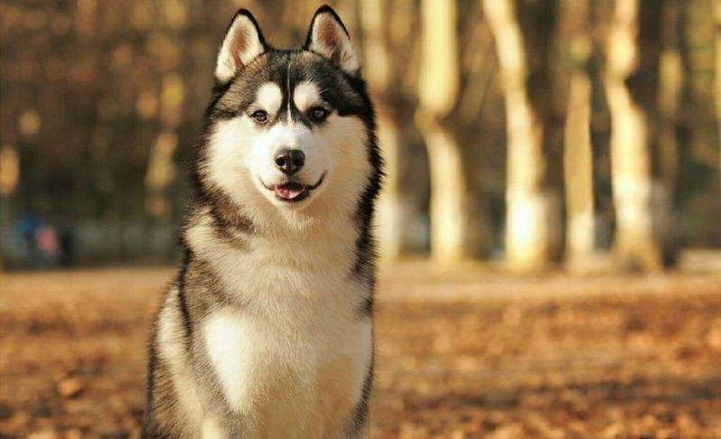 哈士奇怎么选？教你挑到倾慕已久二哈(图3)