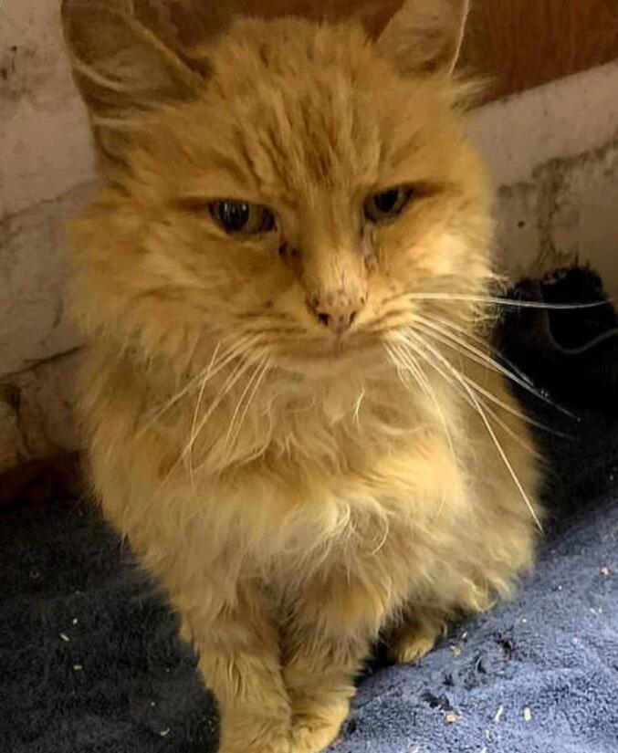 橘猫险遭被人遗弃 被丢进河里 幸遇好心遛狗人 拣回性命(图1)