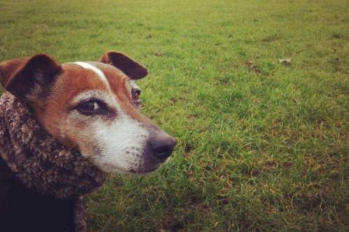 绝对不会叫的狗 皱着眉头(图1)