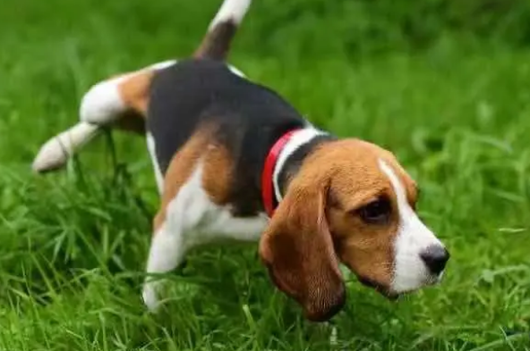 狗狗何时做绝育比较好？处在下列4种状况时不能绝育哦(图1)