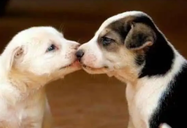 狗狗何时做绝育比较好？处在下列4种状况时不能绝育哦(图2)