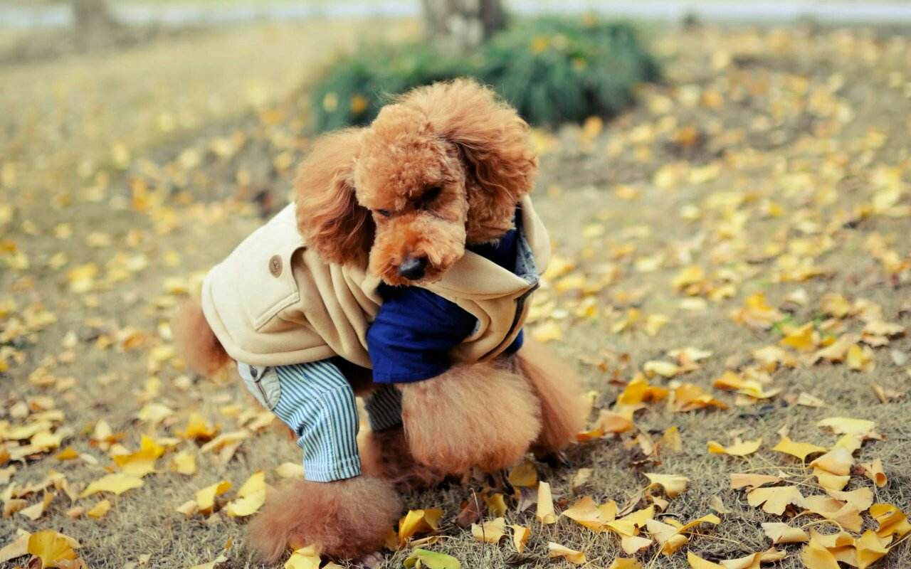 世界狗狗智商排名 你家汪星人强势上榜了吗？(图2)