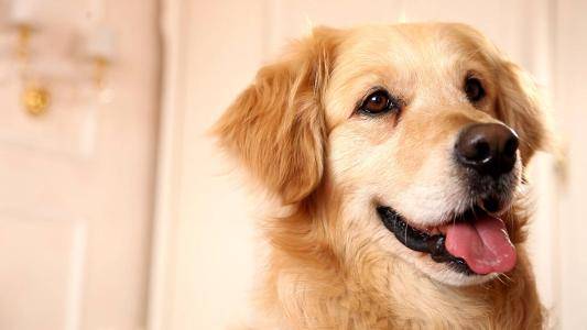 世界狗狗智商排名 你家汪星人强势上榜了吗？(图4)