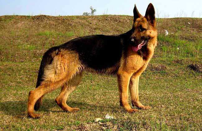 世界狗狗智商排名 你家汪星人强势上榜了吗？(图3)