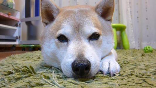 为啥柴犬那你贵？柴犬贵的原因讲(图2)