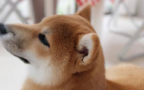 为啥柴犬那你贵？柴犬贵的原因讲(图1)