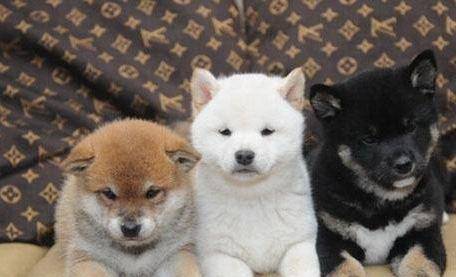 为啥柴犬那你贵？柴犬贵的原因讲(图4)