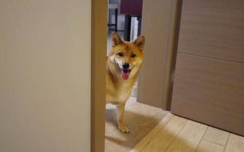 为啥柴犬那你贵？柴犬贵的原因讲(图3)